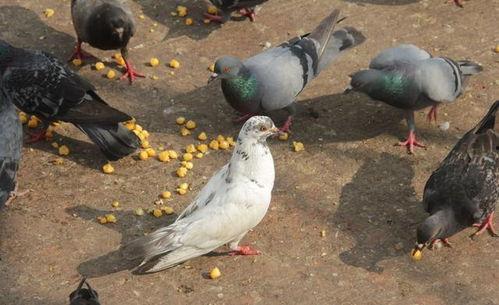 网红吃瓜鸽子是真的吗视频,真相揭秘还是炒作？