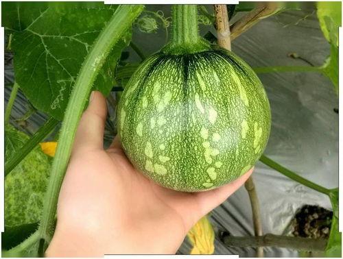 浙江网红吃瓜大合集,揭秘网络红人的幕后故事