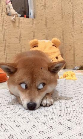 女生网红吃瓜表情包动态,演绎现代女性趣味生活