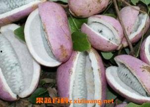 吃八月瓜网红直播