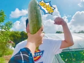 福山网红吃瓜群微信号