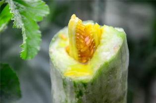 湖南网红吃瓜
